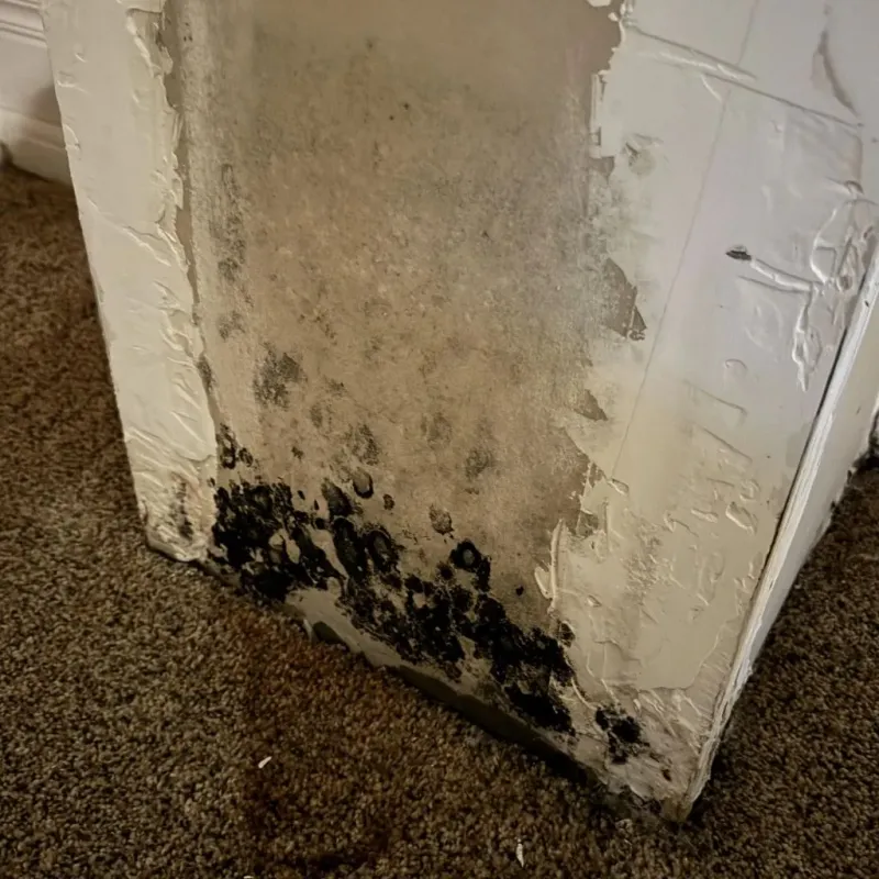 Professional Mold Removal in De Forest, WI